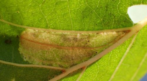 Réf. 217 506 : Phyllonorycter rajella